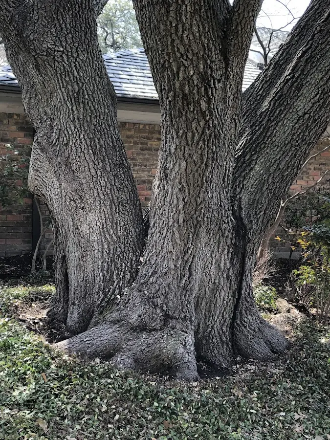 Mature heritage tree close to a Stockton property cared for by certified arborists